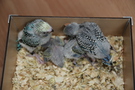 130405 --- Gruppbild av alla ungar